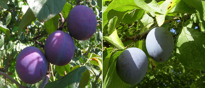 Pflaume und Zwetschgen