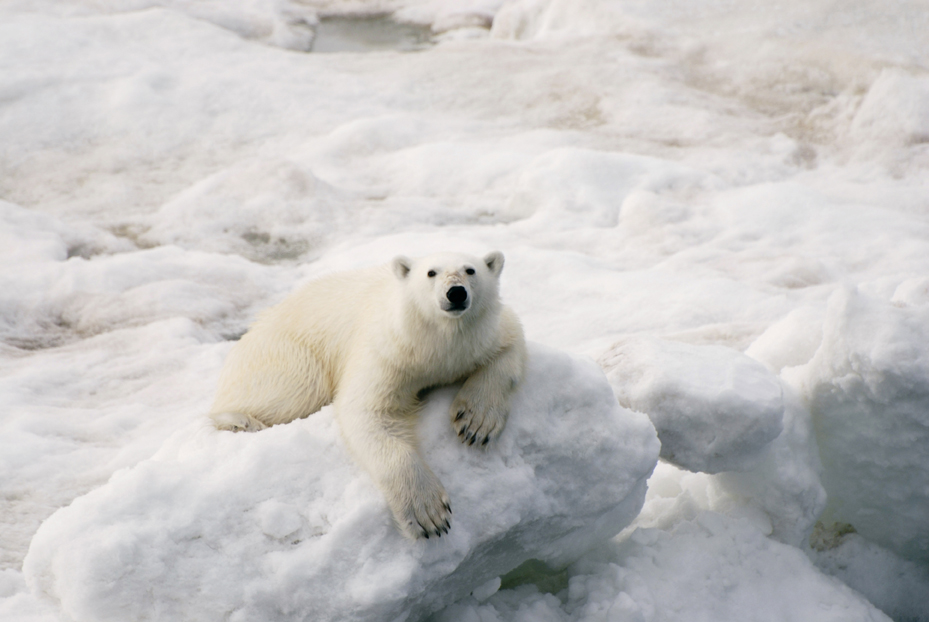 Expeditionsfahrten zu den Metropolen der Ostsee oder in die raue Welt von Spitzbergen. Mit etwas Glück treffen Sie dort auf den König der Arktis – den Eisbären